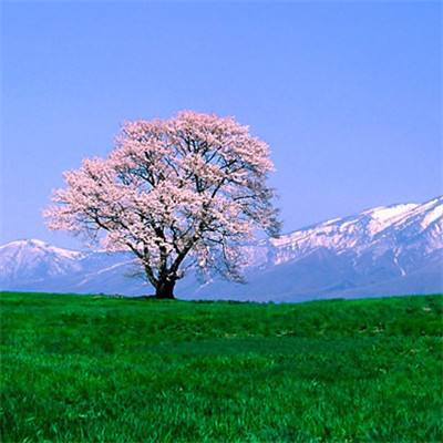 日本埼玉县75岁以上人口的增长率全国最高 高龄化加剧